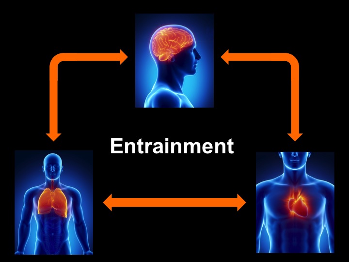an example of entrainmenmt where the heart, breathing and brain wave state are intimately connected